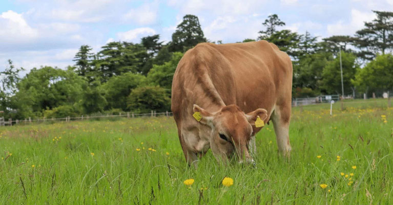 https://www.airfield.ie/wp-content/uploads/2023/07/Jersey-cow-at-Airfield-Dublin-img-mob.jpg