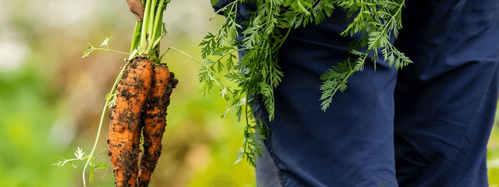 https://www.airfield.ie/wp-content/uploads/2023/07/Organic-carrot-harvest-Airfield-gardens-sm.jpg