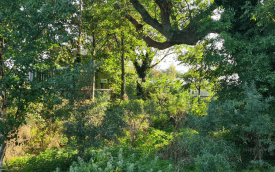 Food Forest