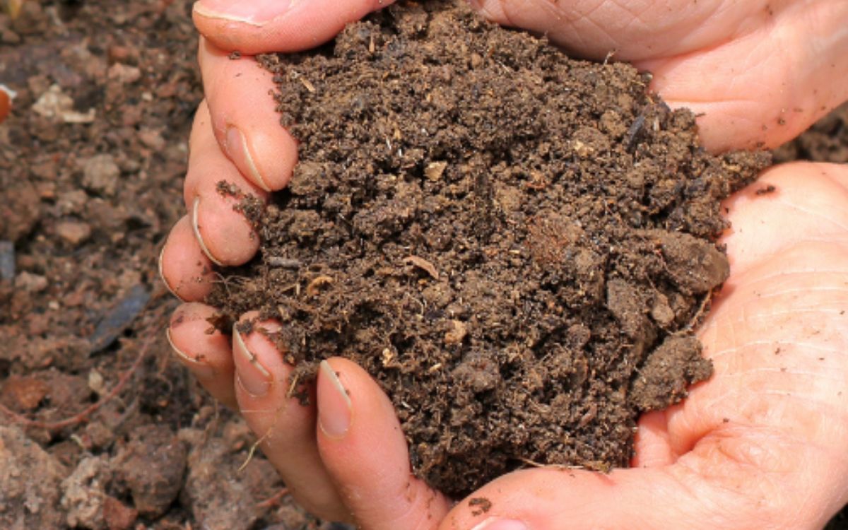 Compost your way to Happiness | Gardening Workshop